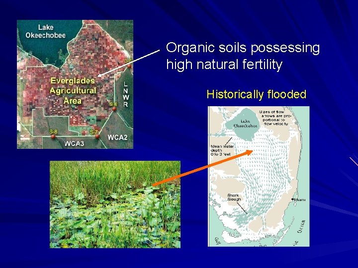 Organic soils possessing high natural fertility Historically flooded 