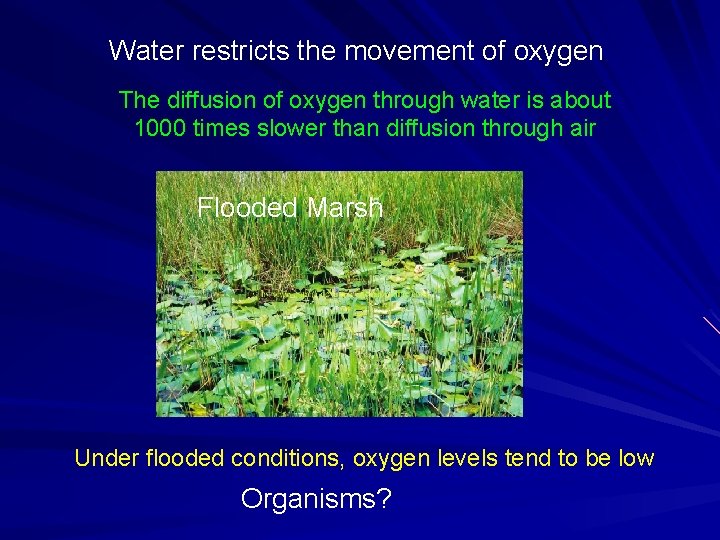 Water restricts the movement of oxygen The diffusion of oxygen through water is about