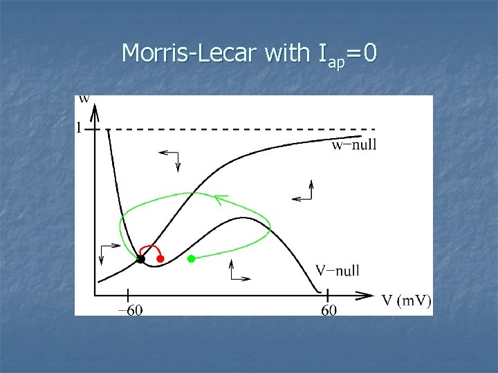 Morris-Lecar with Iap=0 