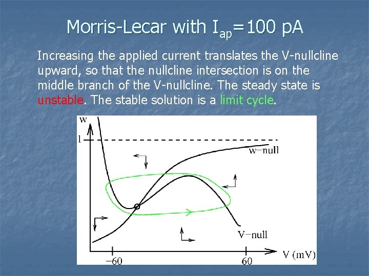 Morris-Lecar with Iap=100 p. A Increasing the applied current translates the V-nullcline upward, so