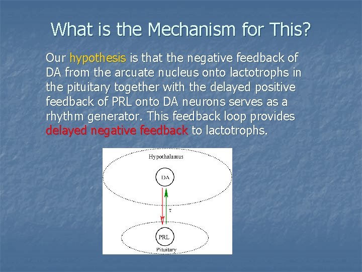 What is the Mechanism for This? Our hypothesis is that the negative feedback of