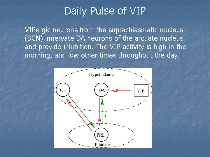 Daily Pulse of VIPergic neurons from the suprachiasmatic nucleus (SCN) innervate DA neurons of