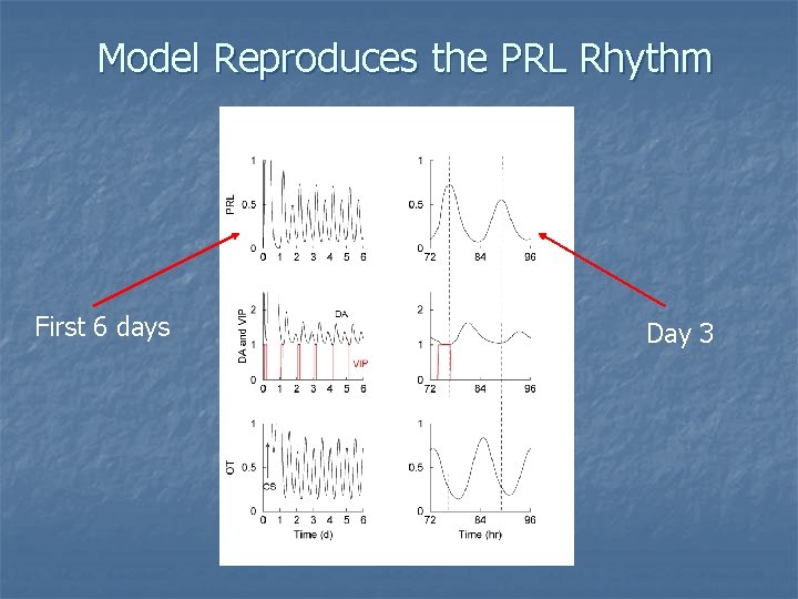Model Reproduces the PRL Rhythm First 6 days Day 3 