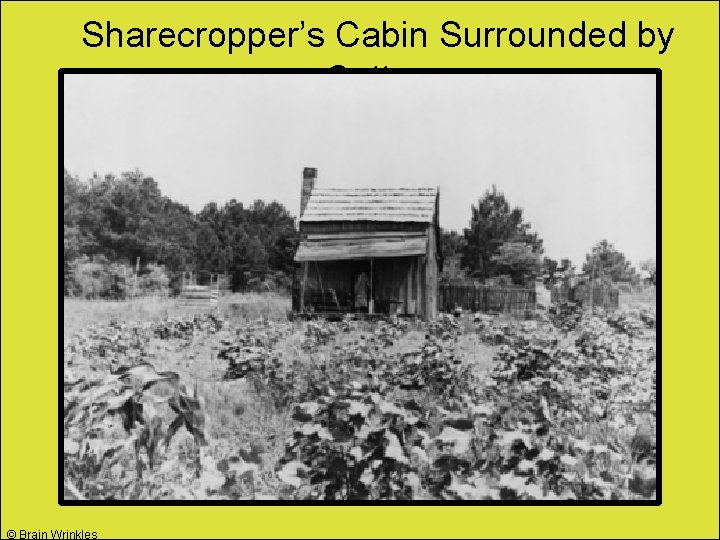 Sharecropper’s Cabin Surrounded by Cotton © Brain Wrinkles 