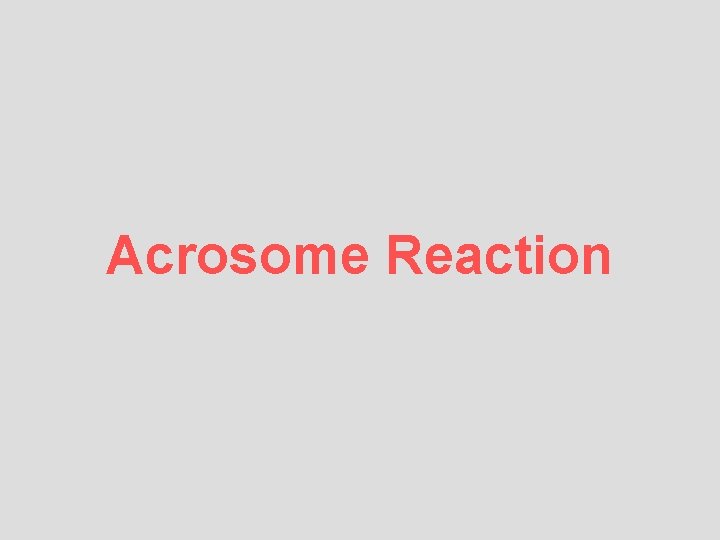 Acrosome Reaction 
