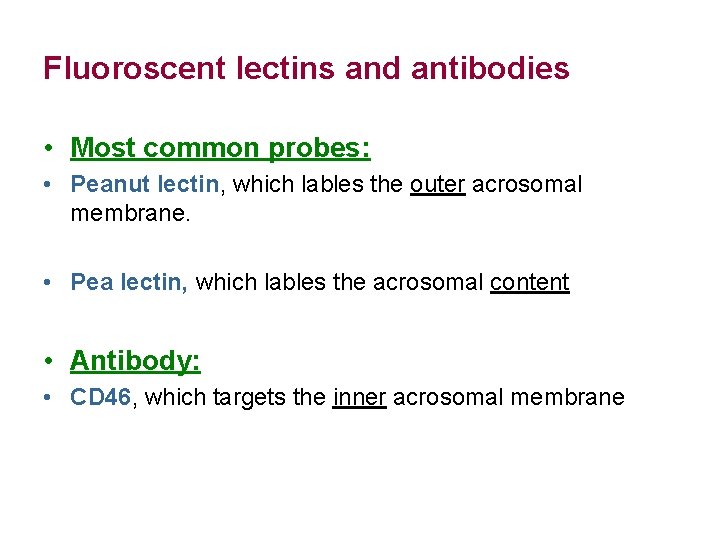 Fluoroscent lectins and antibodies • Most common probes: • Peanut lectin, which lables the