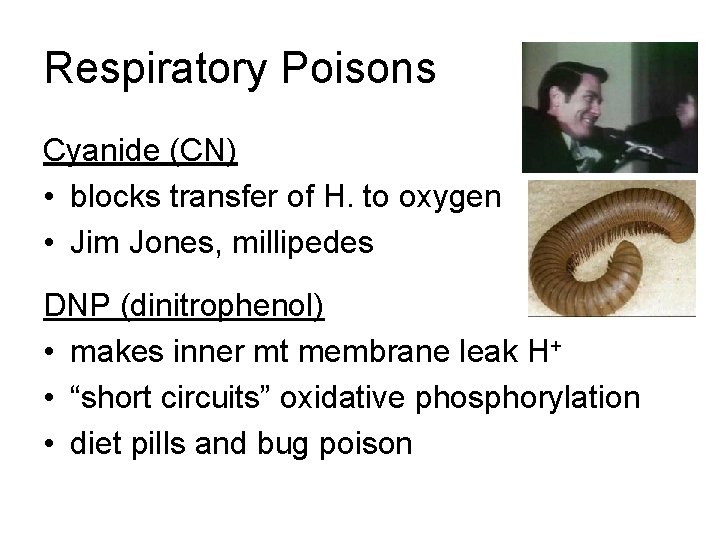 Respiratory Poisons Cyanide (CN) • blocks transfer of H. to oxygen • Jim Jones,