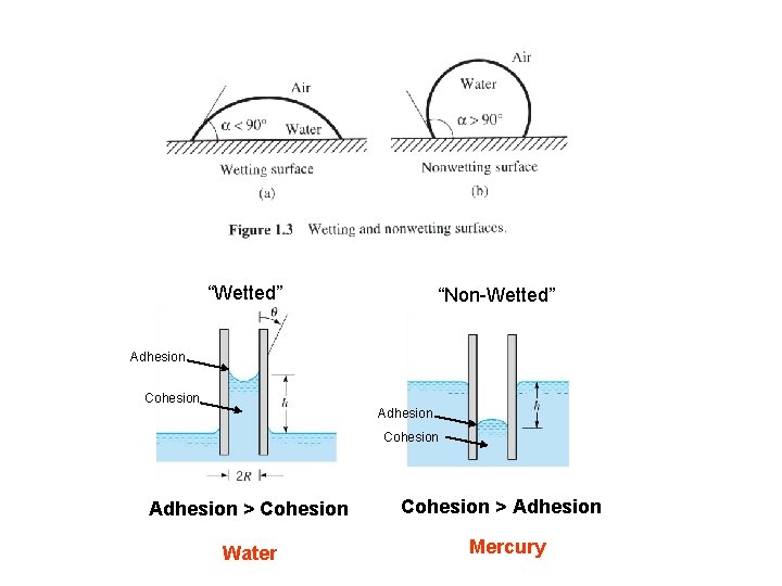 “Wetted” “Non-Wetted” Adhesion Cohesion Adhesion > Cohesion > Adhesion Water Mercury 