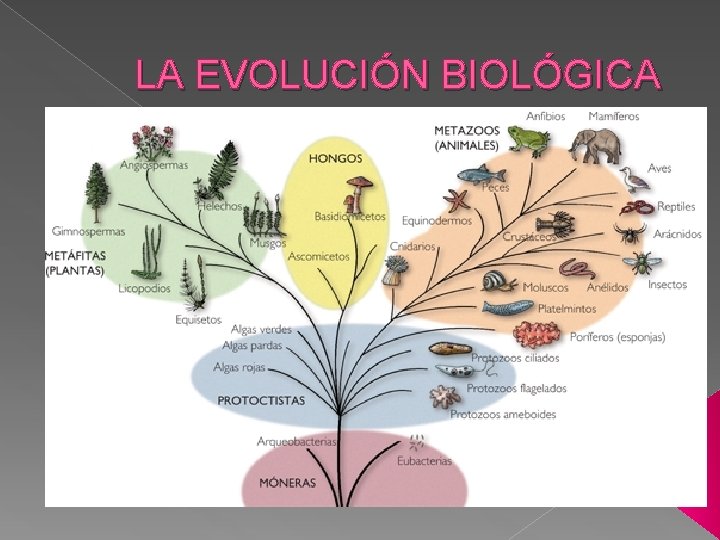 LA EVOLUCIÓN BIOLÓGICA 