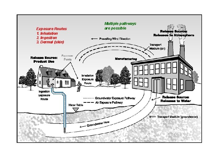 Exposure Routes 1. Inhalation 2. Ingestion 3. Dermal (skin) Multiple pathways are possible 