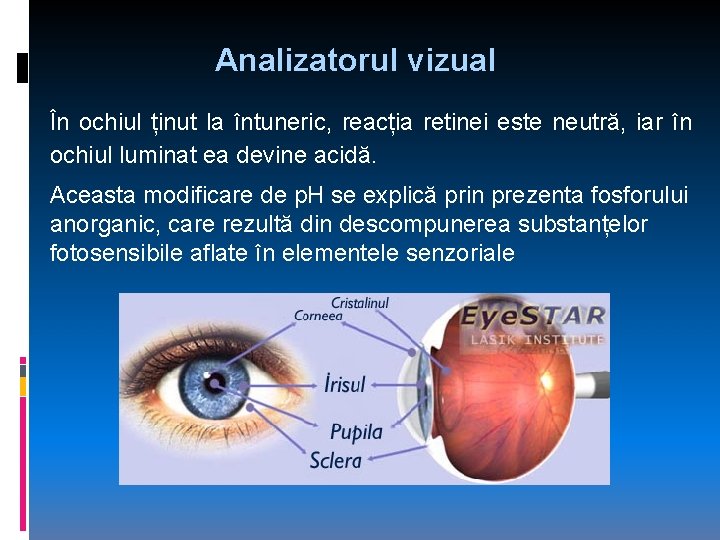 Analizatorul vizual În ochiul ținut la întuneric, reacția retinei este neutră, iar în ochiul