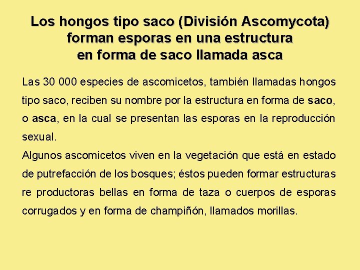 Los hongos tipo saco (División Ascomycota) forman esporas en una estructura en forma de