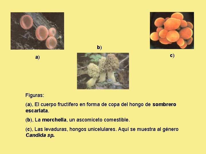 b) a) c) Figuras: (a), El cuerpo fructífero en forma de copa del hongo