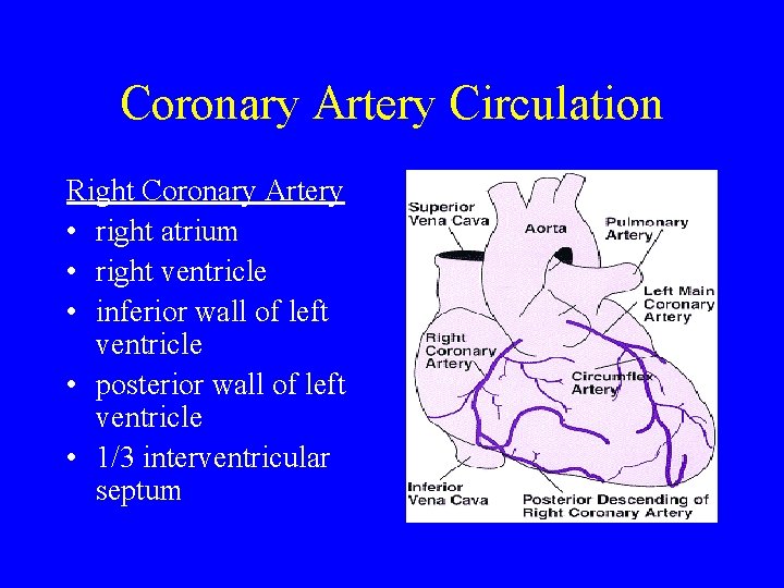 Coronary Artery Circulation Right Coronary Artery • right atrium • right ventricle • inferior