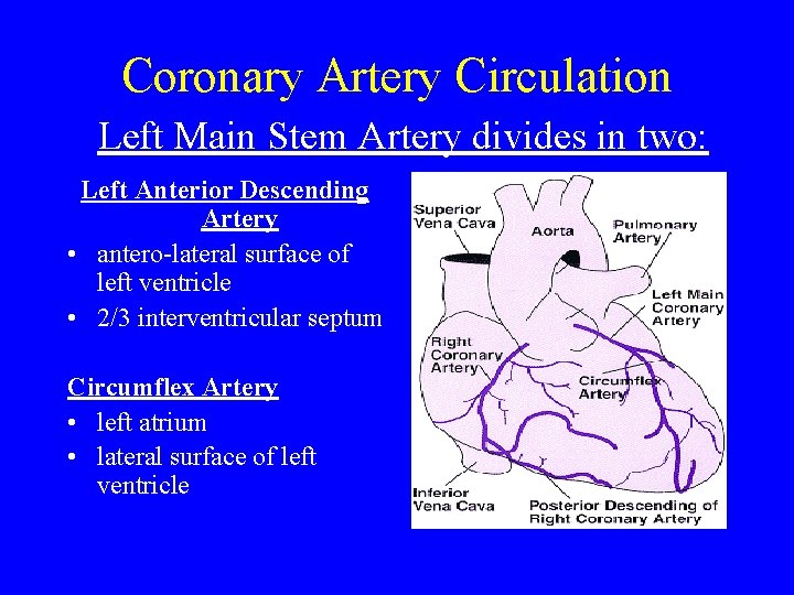 Coronary Artery Circulation Left Main Stem Artery divides in two: Left Anterior Descending Artery