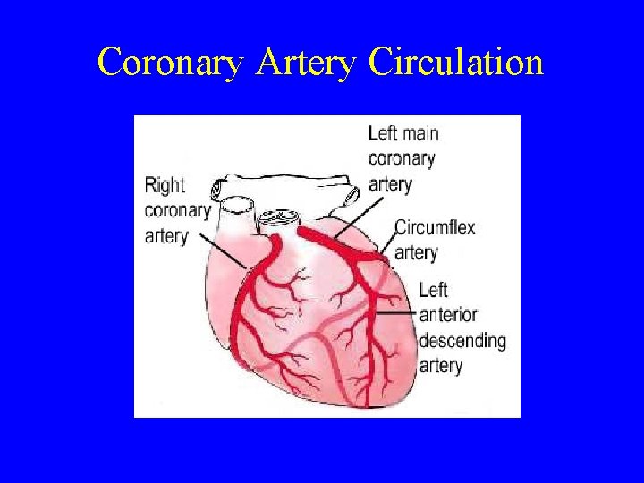 Coronary Artery Circulation 