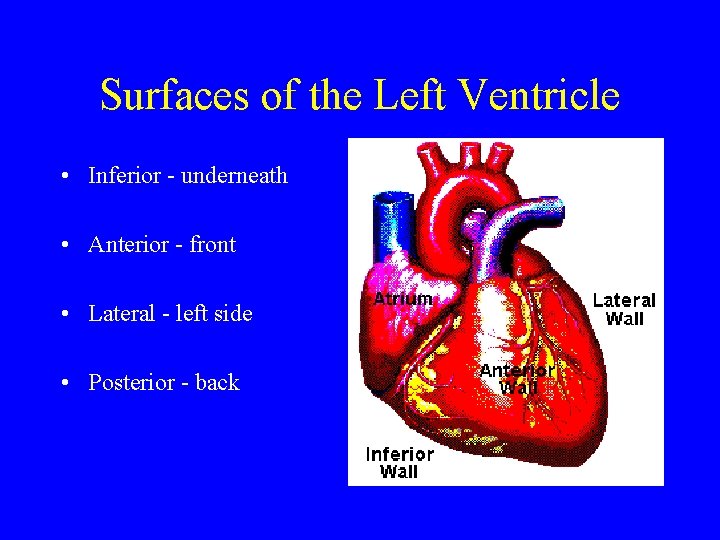 Surfaces of the Left Ventricle • Inferior - underneath • Anterior - front •