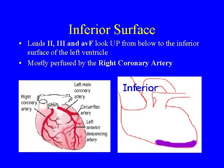 Inferior Surface • Leads II, III and av. F look UP from below to