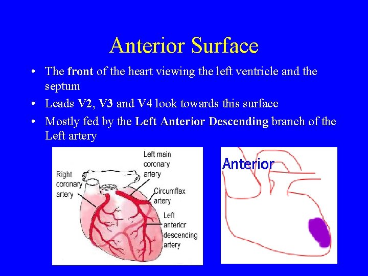 Anterior Surface • The front of the heart viewing the left ventricle and the