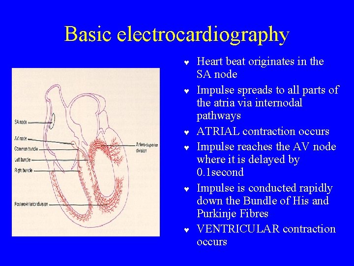 Basic electrocardiography © © © Heart beat originates in the SA node Impulse spreads