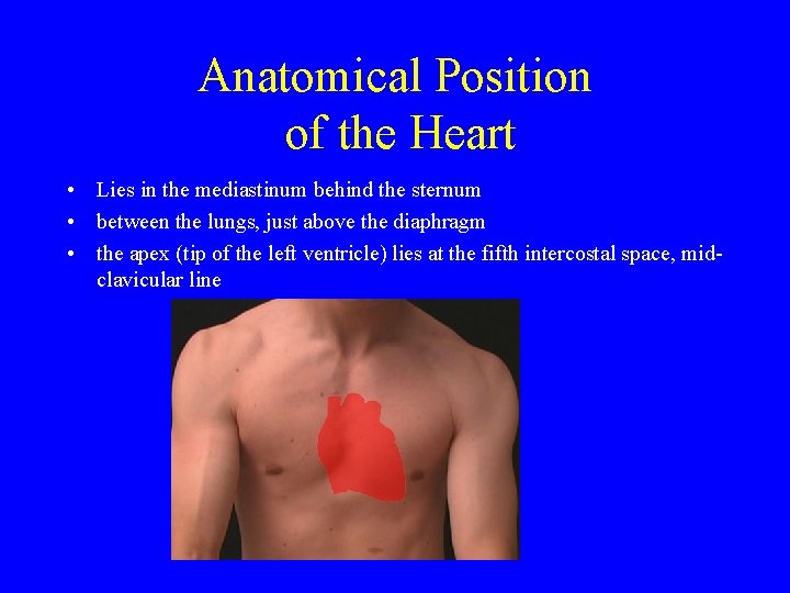 Anatomical Position of the Heart • Lies in the mediastinum behind the sternum •