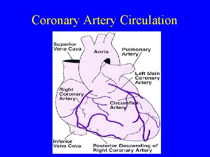 Coronary Artery Circulation 