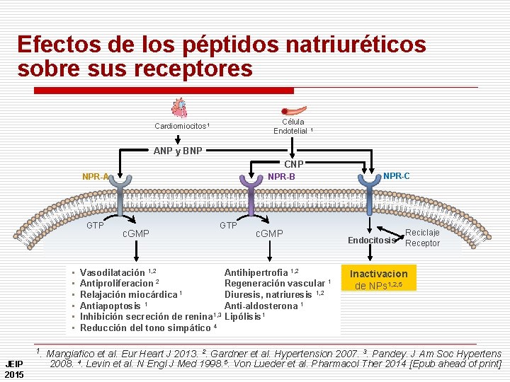 Efectos de los péptidos natriuréticos sobre sus receptores Célula Endotelial 1 Cardiomiocitos 1 ANP