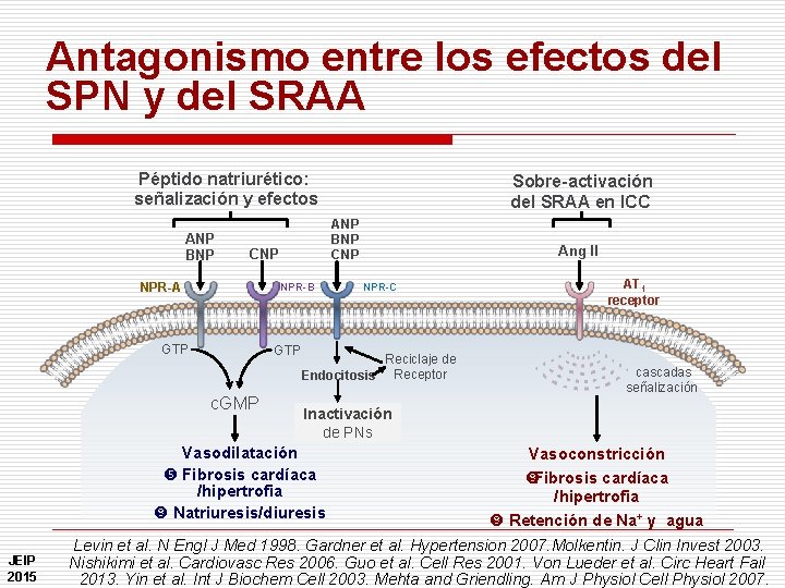 Antagonismo entre los efectos del SPN y del SRAA Péptido natriurético: señalización y efectos