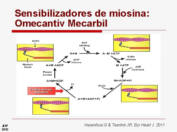 Sensibilizadores de miosina: Omecantiv Mecarbil JEIP 2015 Hasenfuss G & Teerlink JR. Eur Heart