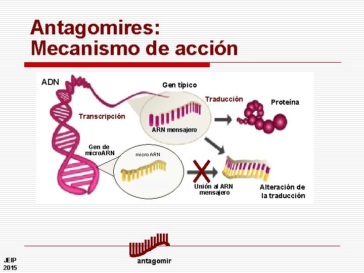 Antagomires: Mecanismo de acción ADN Gen típico Traducción Proteína Transcripción ARN mensajero Gen de