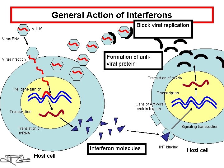 General Action of Interferons virus Block viral replication Virus RNA Formation of antiviral protein