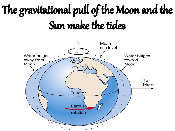 The gravitational pull of the Moon and the Sun make the tides 