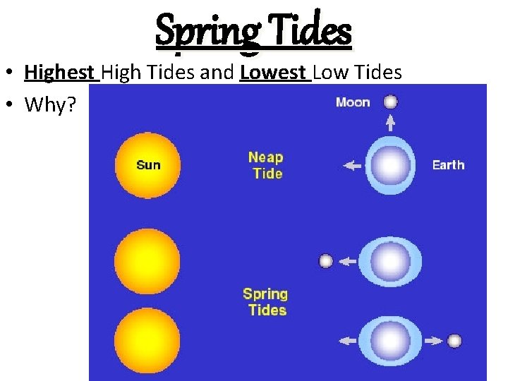 Spring Tides • Highest High Tides and Lowest Low Tides • Why? 