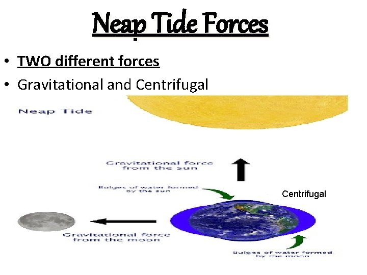 Neap Tide Forces • TWO different forces • Gravitational and Centrifugal 