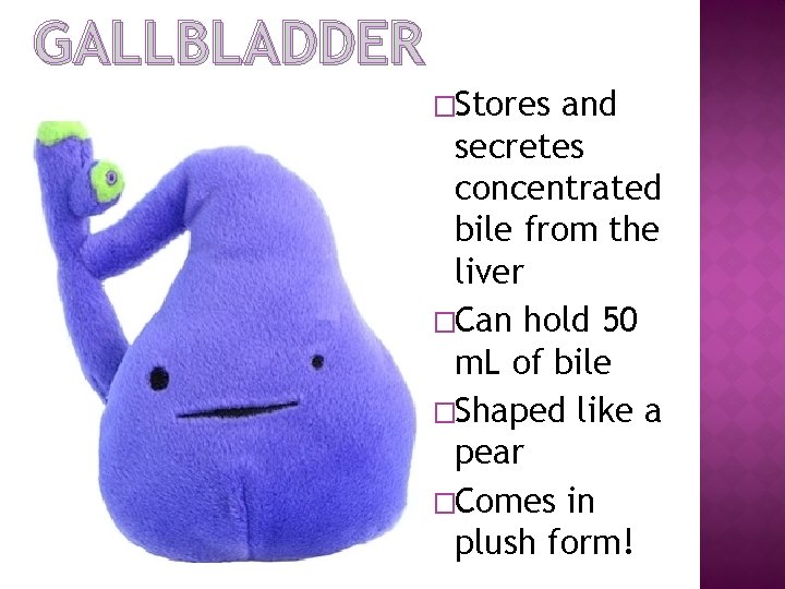 GALLBLADDER �Stores and secretes concentrated bile from the liver �Can hold 50 m. L