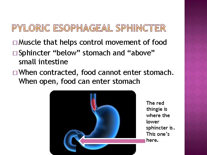� Muscle that helps control movement of food � Sphincter “below” stomach and “above”