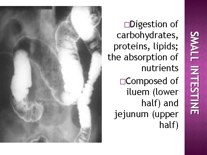 �Digestion SMALL INTESTINE of carbohydrates, proteins, lipids; the absorption of nutrients �Composed of iluem