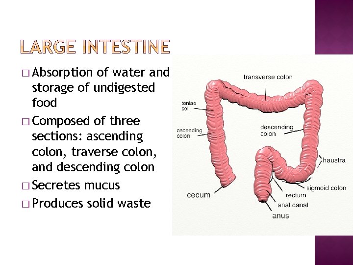 � Absorption of water and storage of undigested food � Composed of three sections: