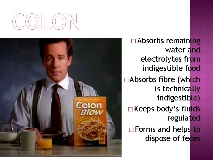 COLON � Absorbs remaining water and electrolytes from indigestible food � Absorbs fibre (which