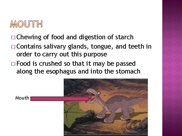 � Chewing of food and digestion of starch � Contains salivary glands, tongue, and