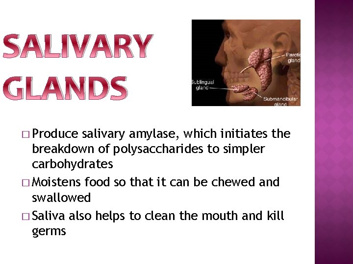 SALIVARY GLANDS � Produce salivary amylase, which initiates the breakdown of polysaccharides to simpler