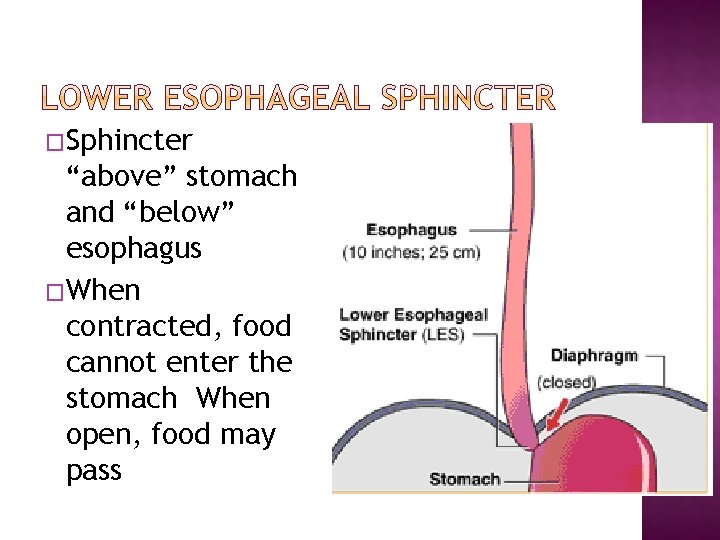 �Sphincter “above” stomach and “below” esophagus �When contracted, food cannot enter the stomach When