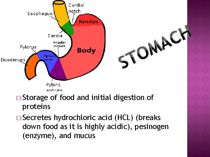 H C A M O ST � Storage of food and initial digestion of