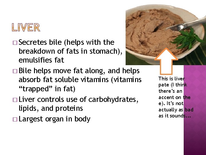 � Secretes bile (helps with the breakdown of fats in stomach), emulsifies fat �