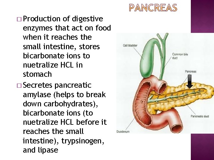 � Production of digestive enzymes that act on food when it reaches the small