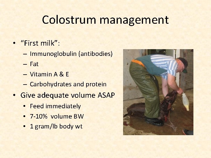 Colostrum management • “First milk”: – – Immunoglobulin (antibodies) Fat Vitamin A & E