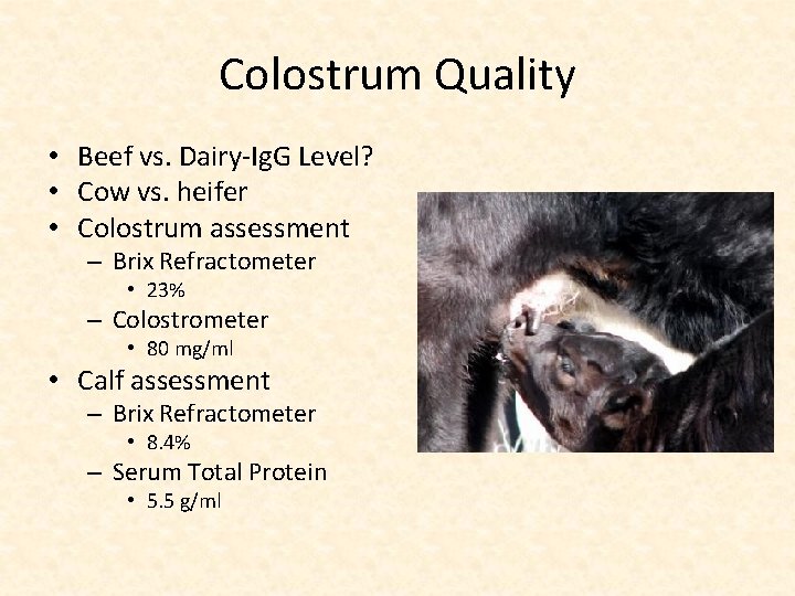 Colostrum Quality • Beef vs. Dairy-Ig. G Level? • Cow vs. heifer • Colostrum