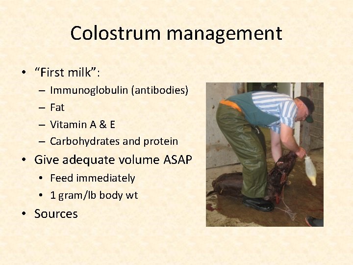 Colostrum management • “First milk”: – – Immunoglobulin (antibodies) Fat Vitamin A & E