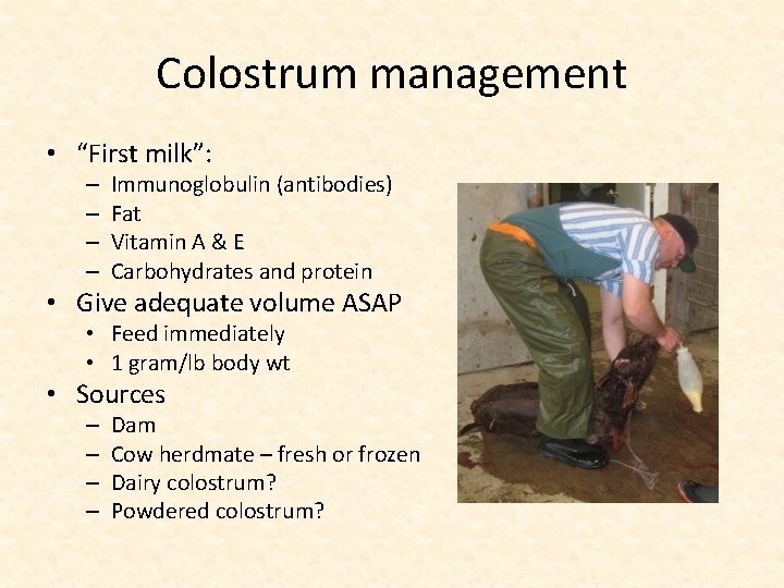 Colostrum management • “First milk”: – – Immunoglobulin (antibodies) Fat Vitamin A & E