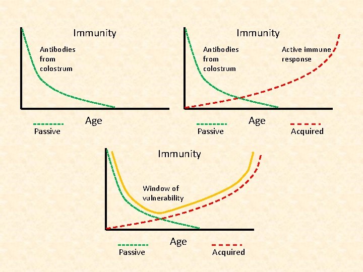 Immunity Antibodies from colostrum Passive Antibodies from colostrum Age Passive Immunity Window of vulnerability